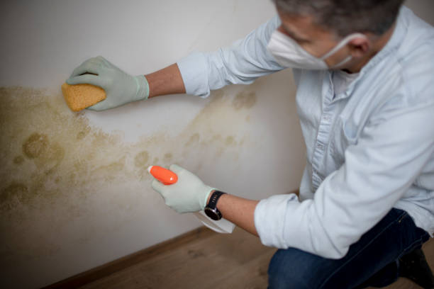 Best Toxic Mold Removal  in Lawtey, FL