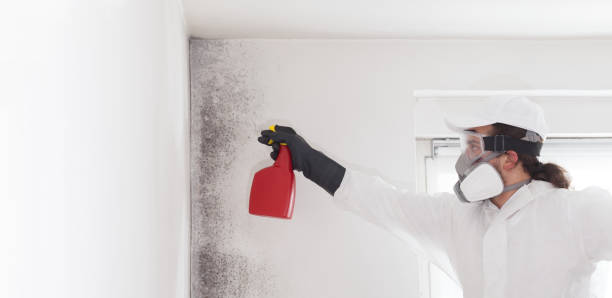 Best Best Mold Removal Companies  in Lawtey, FL