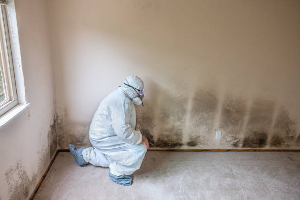 Best Mold Testing and Removal  in Lawtey, FL